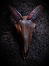 Smoked-lamb-skull-horns-dyed-with-poisonous-wild-webcap