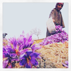 saffron harvesting